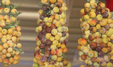 İki Yılda Bir Yetişen Üvez Meyvesi: Şeker, Böbrek ve Tansiyona İyi Geliyor