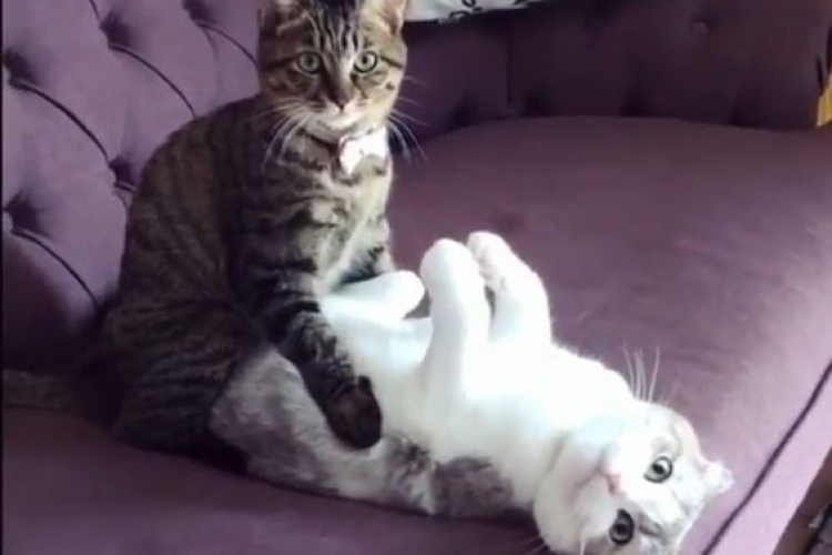 Şeyy... Açıklayabilirim...